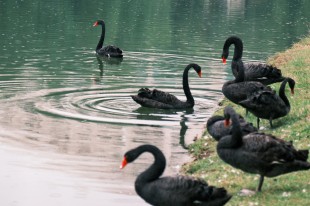 “嘉園”新同學(xué)——黑天鵝